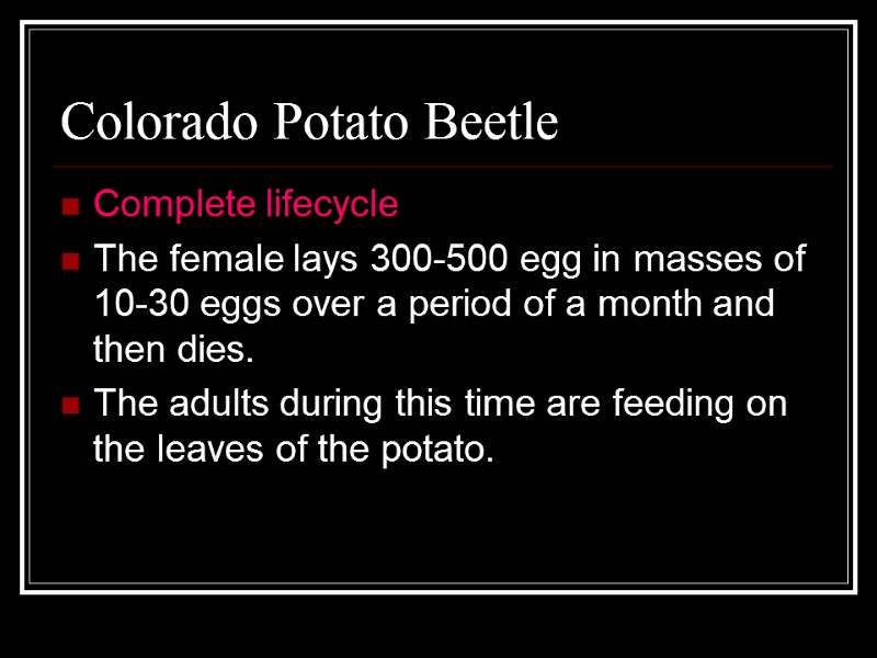 Colorado Potato Beetle Complete lifecycle The female lays 300-500 egg in masses of 10-30